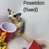 Poseidon looking for furever home