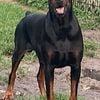 doberman Puppi for sale