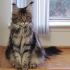 Maine coon adult female