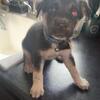 Beautiful Shepsky Puppies 6 weeks old