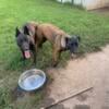 belgian malinois Puppies for sale I have one 1 boy 5 girls