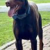AKC Red and Rust 100% European Doberman STUD