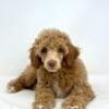 Akc toy/mini poodles