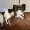 Papillon Puppies AKC, In Florida parents are tested.