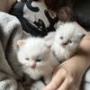 Purebred Himalayan babies READY Now price reduced