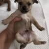 Male sable purebred chihuahua pup ready 11/15/24