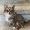 Long haired chihuahua for stud service only
