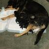 German shepherd Belgian malinous puppies