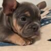 Bully Frenchie mix puppies