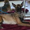 Full Breed AKC Registered Malinois for sale