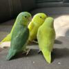Parrotlet babies for sale