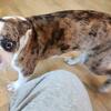 CHOSEN!!  Charleston - Beautiful merle Boston Boy