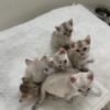 Bengal kittens broward