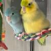 Parrotlet Siblings