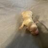 Long Haired Miniature Dauchshund 