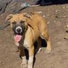 APBT Cross GSD Mix