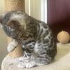 BENGAL CAT $650