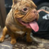 1yr old exotic bully male stud looking for new home