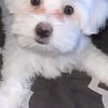 15 week old maltese male  puppy