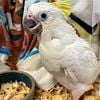 Triton Cockatoo Baby