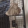 2 female chinchillas with cage