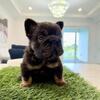 Poppy - Rare Fluffy French Bulldog