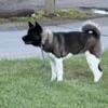 Its mating Seazon Akita 3 year old full blood