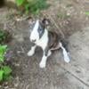 Female bull terrier AKC registered