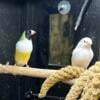 Gouldian FInches recessive mutations