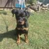 Male Rottweiler puppies