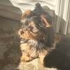 yorkie puppies available (1)