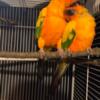 pair sun conure, bird, birds for sale