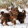 Micro Mini Aussiedoodle puppies!