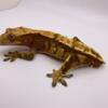 Beautiful male crested gecko