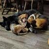 2 yrs old beagle