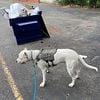 Dogo Argentino Puppies