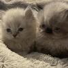 Persian kittens