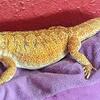 2 bearded dragons with complete setups ($200 each)