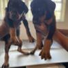 Beautiful Doberman puppies available boys and girls