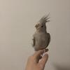 Handfed Cinnamon Whiteface Cockatiel