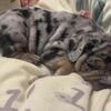 Exotic Mini Merle English Bulldog Puppie