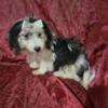 2 male Havanese/Yorkie puppies