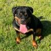 German Rottweiler Puppies AKC Registered Champion Bloodlines Youngsville NC