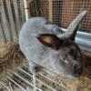 Rabbits for Sale- Flemish Giants, Mixes, Lionhead