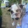 Lilac Tri Female English Bulldog