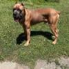 PUPPIES FOR SALE CANE CORSO WITH PAPER SANDUSKY OHIO 