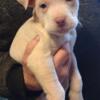 Pit puppy need new familys