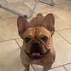 Fluffy carrier French Bulldog puppies, frenchie,