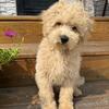 Mini Goldendoodle- Toy Size