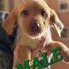 AKC Lab puppies 
